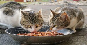 Des chats en train de manger
